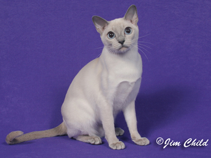 GC Franklee Susie Snowflake.