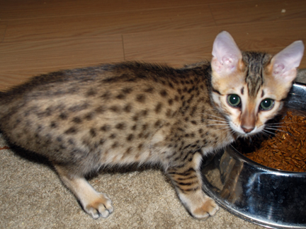 Mauraj's Nebit Thema x GC, RW Aar-gee Em's R'ingo Starz female kitten.