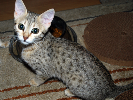 Mauraj's Nebit Thema x GC, RW Aar-gee Em's R'ingo Starz female kitten.