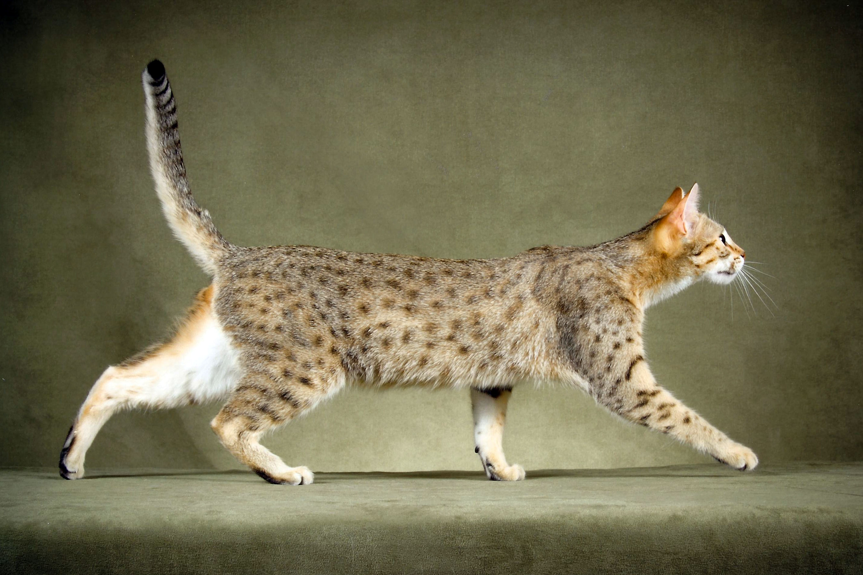 GP Aar-gee Em's Mega Meg Bek