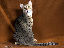 Elegant Mau