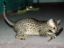 Bronze Mau