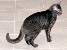 Smoke Mau