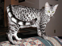 Silver Mau